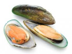 Mussels-half-shell