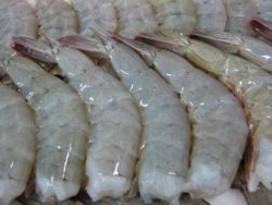 Shrimp-21-25-H-less