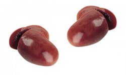 Kidney
