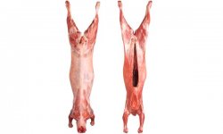 Lamb