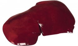 Liver