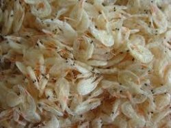 Baby-shrimp
