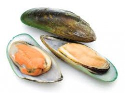 Mussels-meat