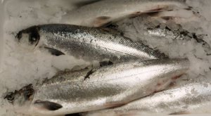 Salmon-whole