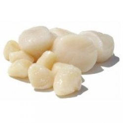 Sea-scallop-large