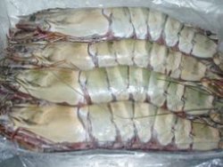 Shrimp-16-20-H-on