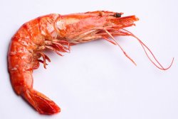 Shrimp-tiger