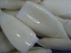 Squids-tube